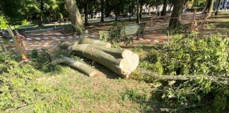 Mantova, nasce il Comitato per difendere gli alberi