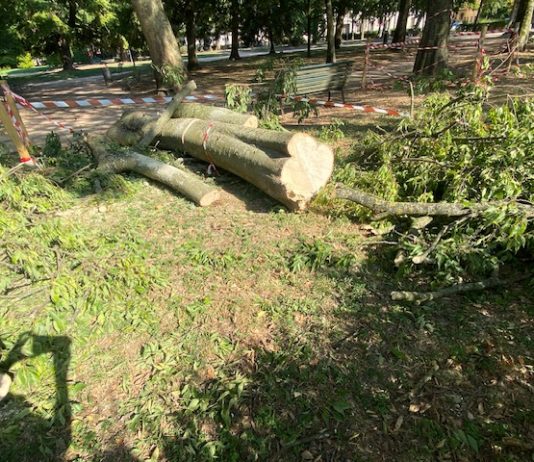 Mantova, nasce il Comitato per difendere gli alberi