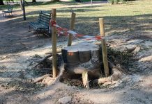 Iniziato l’abbattimento dei tredici bagolari di piazza Virgiliana