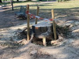 Iniziato l’abbattimento dei tredici bagolari di piazza Virgiliana