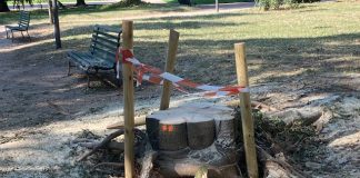 Iniziato l’abbattimento dei tredici bagolari di piazza Virgiliana