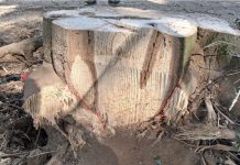 Abbattimenti, Murari: “Investiamo sul verde, ma dobbiamo garantire sicurezza. Dal 2015 piantati 10.200 alberi”
