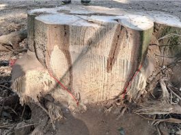 Abbattimenti, Murari: “Investiamo sul verde, ma dobbiamo garantire sicurezza. Dal 2015 piantati 10.200 alberi”