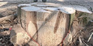 Abbattimenti, Murari: “Investiamo sul verde, ma dobbiamo garantire sicurezza. Dal 2015 piantati 10.200 alberi”