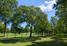 Piazza Virgiliana, scatta l’abbattimento di 13 alberi pericolanti. Verranno sostituiti con esemplari identici