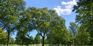 Piazza Virgiliana, scatta l’abbattimento di 13 alberi pericolanti. Verranno sostituiti con esemplari identici