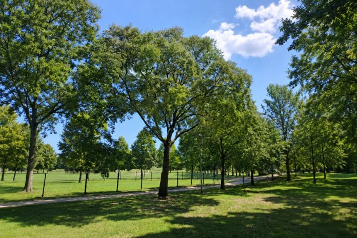 albero-bagolaro1.png