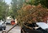 Raffiche di vento nella notte: alberi caduti a Mantova e a Viadana