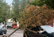 Raffiche di vento nella notte: alberi caduti a Mantova e a Viadana