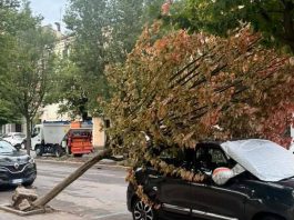 Raffiche di vento nella notte: alberi caduti a Mantova e a Viadana