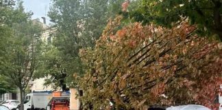 Raffiche di vento nella notte: alberi caduti a Mantova e a Viadana