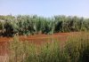 S. Prospero, alghe rosse nel canale Zara: fenomeno naturale, nessun rischio inquinamento