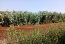 S. Prospero, alghe rosse nel canale Zara: fenomeno naturale, nessun rischio inquinamento