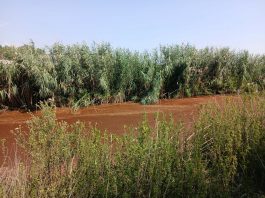 S. Prospero, alghe rosse nel canale Zara: fenomeno naturale, nessun rischio inquinamento