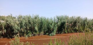 S. Prospero, alghe rosse nel canale Zara: fenomeno naturale, nessun rischio inquinamento
