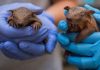 Lebbra, casi in aumento in Florida e l’armadillo torna sotto i riflettori