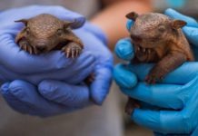 Lebbra, casi in aumento in Florida e l’armadillo torna sotto i riflettori