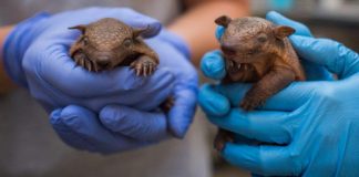 Lebbra, casi in aumento in Florida e l’armadillo torna sotto i riflettori