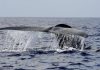 Balena di 200 anni in Groenlandia: “È nata prima della guerra civile americana”