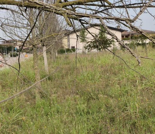 Bosco dei nuovi nati, l’Amministrazione replica: “Nessun abbandono, stiamo lavorando a nuove progettualità”