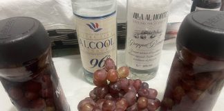 Bozzolo, vendemmia speciale: il sindaco Torchio riporta in campo l’antico Bramastone