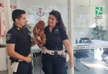 Mantova, cagnolino smarrito ritrova il padrone grazie agli agenti della Polizia Locale