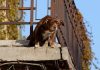 No a cani e gatti su balconi, scantinati, terrazze e cortili: la nuova legge in Spagna