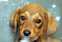 Cane e padrone, la somiglianza non è un caso: lo legge come un libro aperto