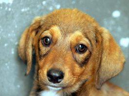 Cane e padrone, la somiglianza non è un caso: lo legge come un libro aperto