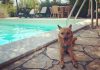 Giornata internazionale del cane, i consigli per viaggiare pet-friendly in Italia e all’estero