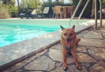 Giornata internazionale del cane, i consigli per viaggiare pet-friendly in Italia e all’estero