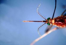 West Nile, infezioni in crescita: 312 casi confermati e 13 decessi da inizio anno