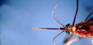 West Nile, infezioni in crescita: 312 casi confermati e 13 decessi da inizio anno