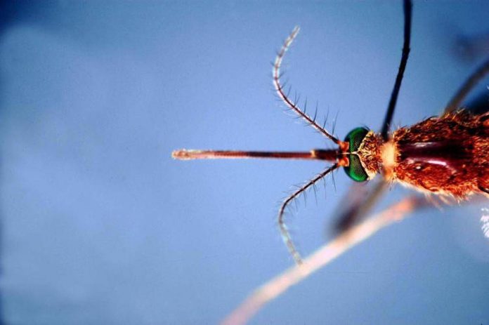 ftg_ipa_zanzara_west_nile_nile-1