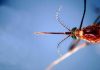 West Nile, Asl Teramo registra primo caso 2026 in Abruzzo: 85enne in buone condizioni