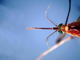 West Nile, Asl Teramo registra primo caso 2026 in Abruzzo: 85enne in buone condizioni