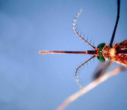 West Nile, Asl Teramo registra primo caso 2026 in Abruzzo: 85enne in buone condizioni