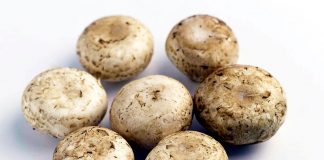 Da funghi champignon possibile azione anti-cancro prostata, si studia meccanismo