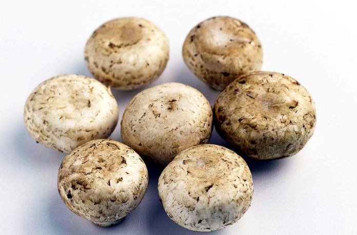 funghi_champignon_123rf_free