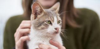 Vacanza gratis in Grecia… ma badando ai gatti randagi: l’annuncio ‘di lavoro’