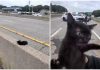 “C’è un gatto in autostrada”, l’operazione di salvataggio (riuscita) a New York