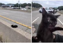 “C’è un gatto in autostrada”, l’operazione di salvataggio (riuscita) a New York