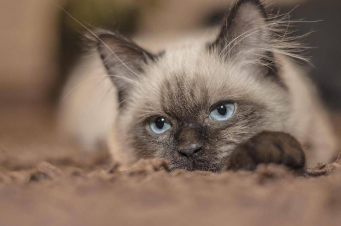 gatto_grigio_123rf