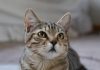 Gatto scompare per 10 anni, poi si presenta… al compleanno della padrona