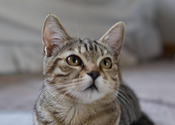 gattodomestico_fg