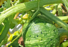 Caldo e grandine rovinano i raccolti delle zucche mantovane: perdite fino al 70%