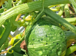 Caldo e grandine rovinano i raccolti delle zucche mantovane: perdite fino al 70%