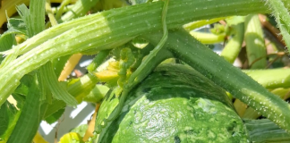 Caldo e grandine rovinano i raccolti delle zucche mantovane: perdite fino al 70%