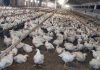 Meglio il pollo con pelle bianca o gialla? L’allevatore sfata un falso mito