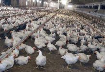 Meglio il pollo con pelle bianca o gialla? L’allevatore sfata un falso mito